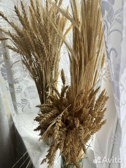 Сухоцвет пшеницы