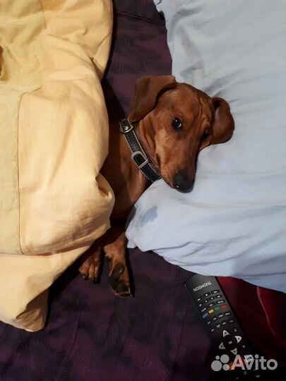 Такса. Вязка