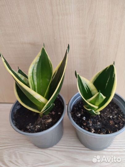 Комнатные растения цветы