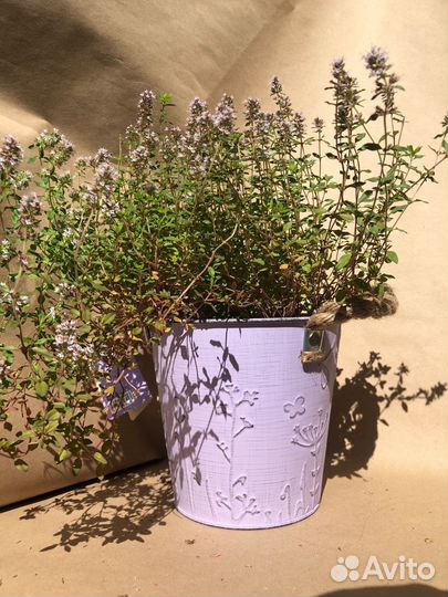 Чабрец (тимьян) в горшке рассада саженцы