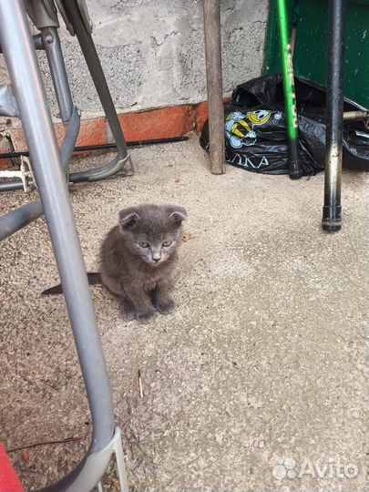 Британская кошка