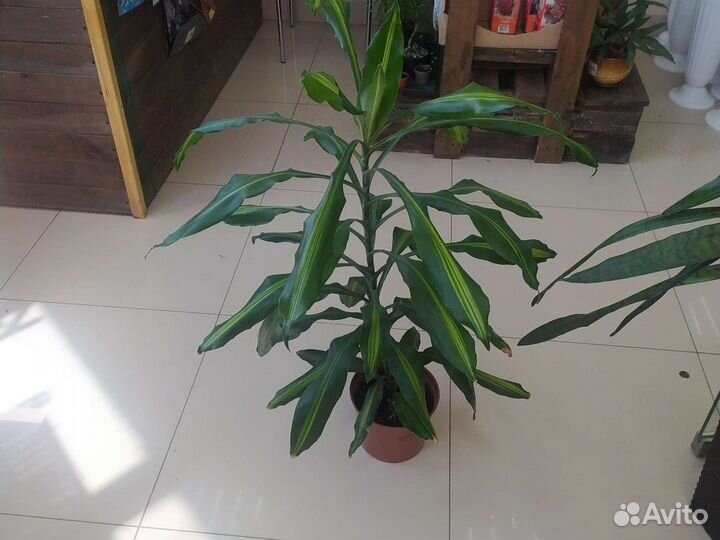 Юкка, драцена, алоказия