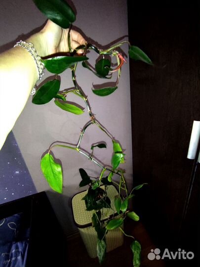 Филодендрон краснеющий