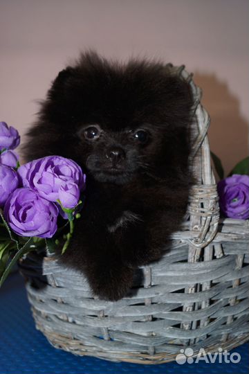 Шпиц девочка померанец