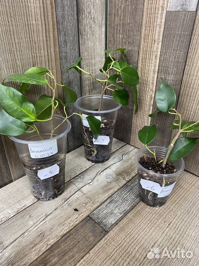 Фикус Денилайт, Твилайт