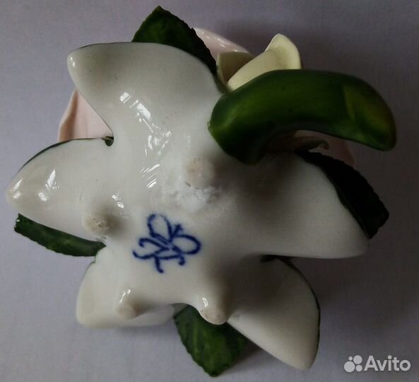 Роза фарфоровая Rudolf Kammer