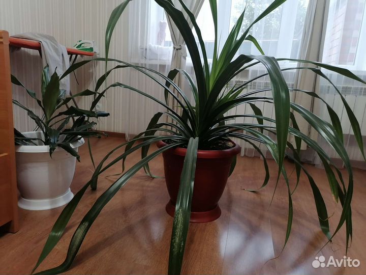 Пальма юкка