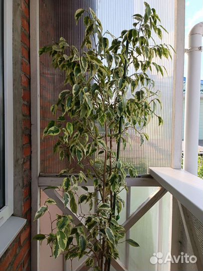 Фикус, молочай, замиокулькас, сансевьера