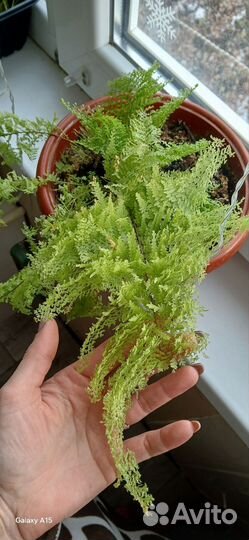 Комнатные растения