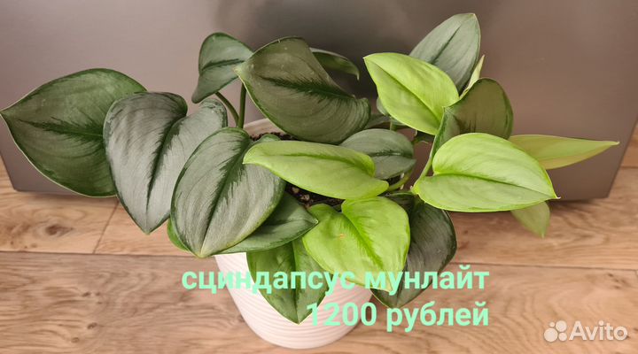 Сциндапсус Мунлайт