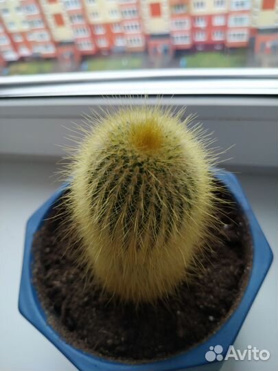 Комнатные цветы.Кактусы.Суккуленты