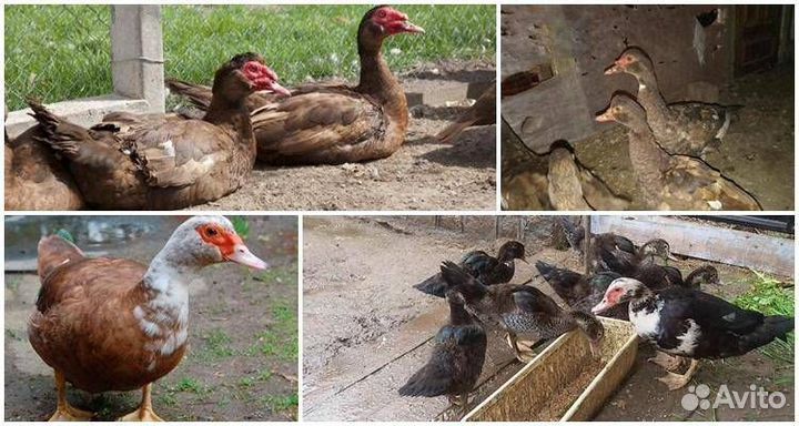 Мускусные утки, курицы
