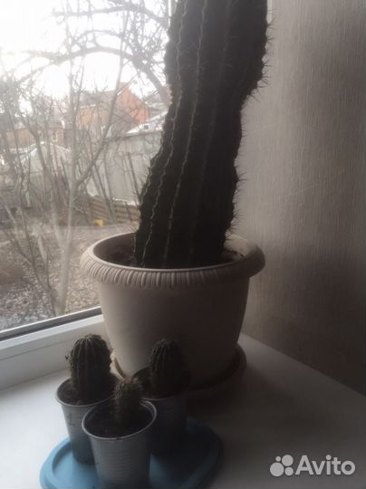 Кактус детки