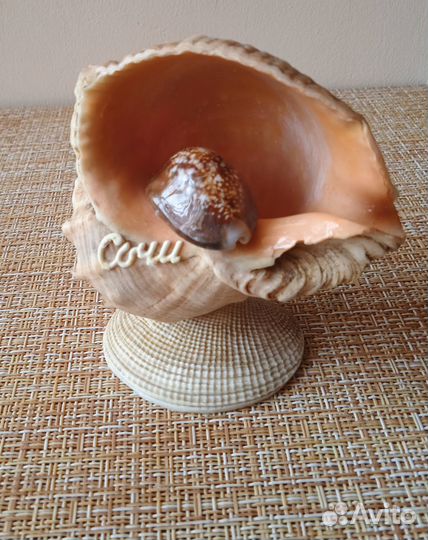 Ракушки морские: поделки «сочи», «подставка»