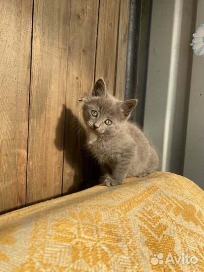 Котята в добрые руки девочка