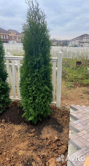 Туя Колумна