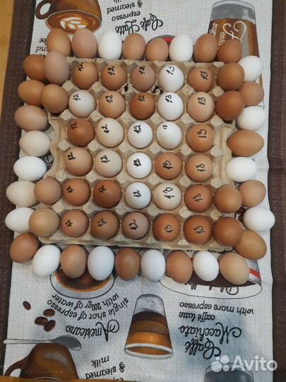 Домашние куриные яйца