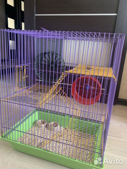 Крыса с клеткой