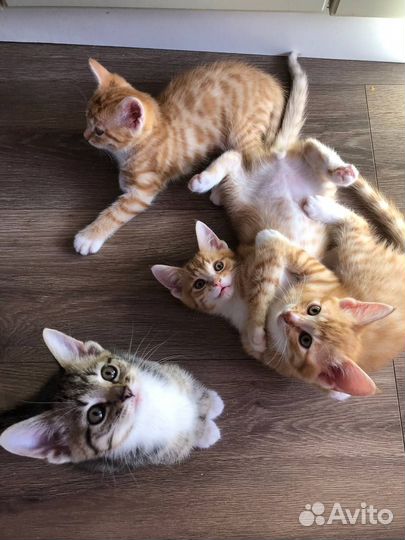 Котята