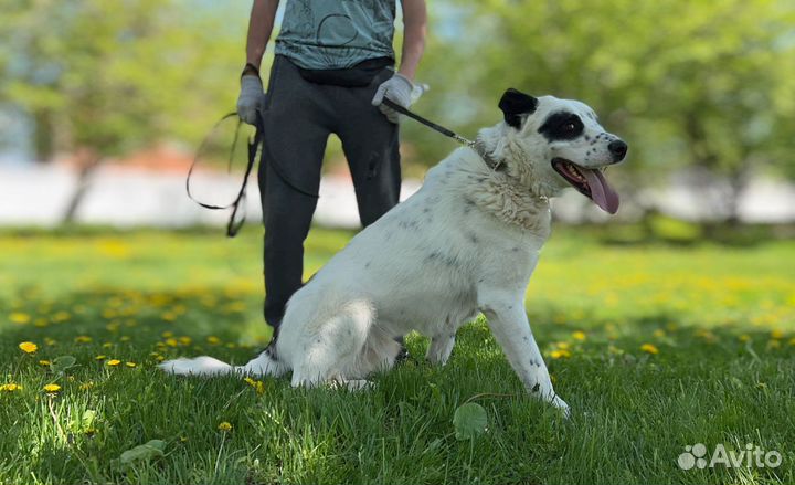 Очаровательный Саймон из приюта в поисках семьи