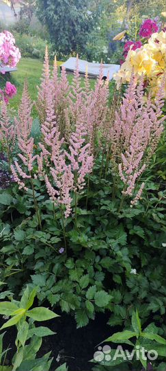 Астильба саженцы