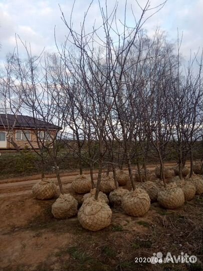 Яблони молодые 7 лет-плодоносят