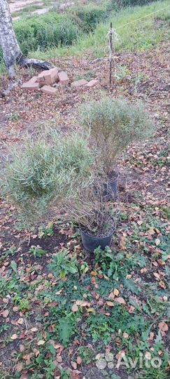 Ива пурпурная нана