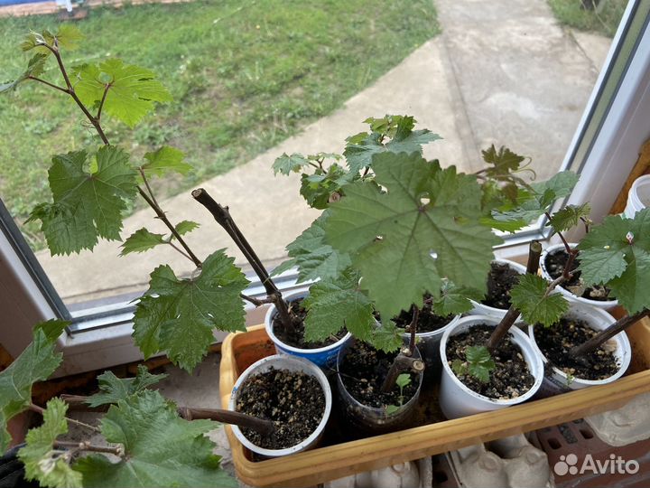 Виноград викинг