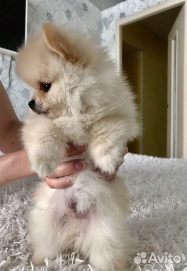 Шпиц(вязка)