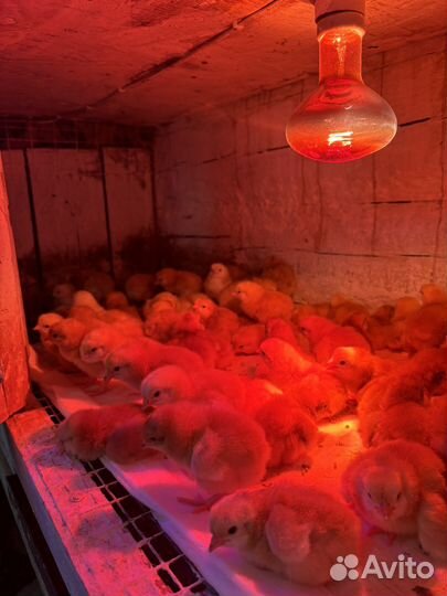 Цыплята редбро
