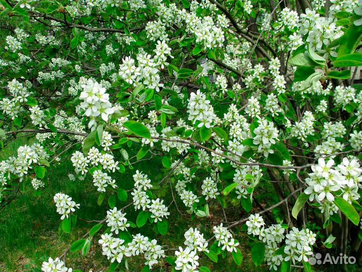 Вишня саженцы, ирга, большие