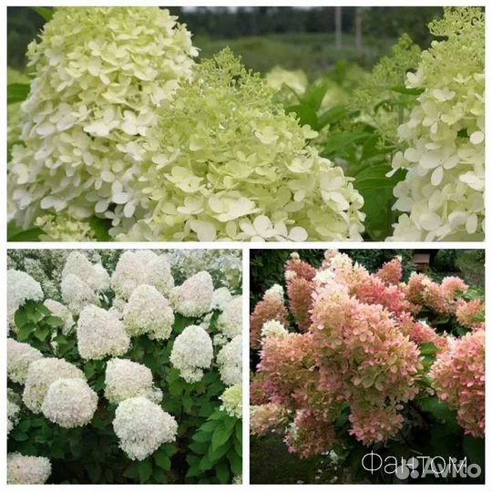 Гортензия Фантом