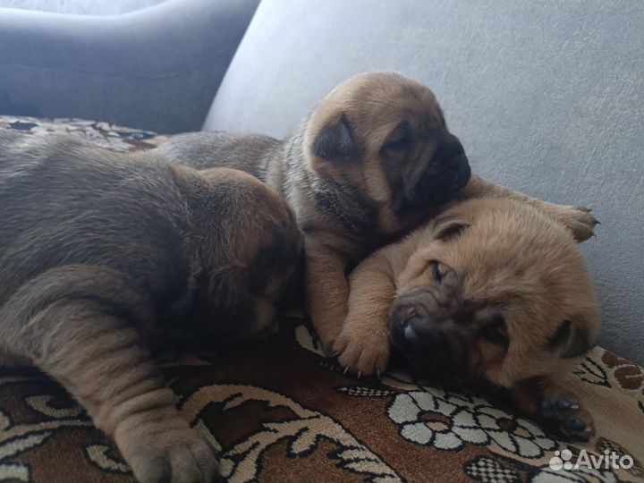 Щенки шарпея Бийск