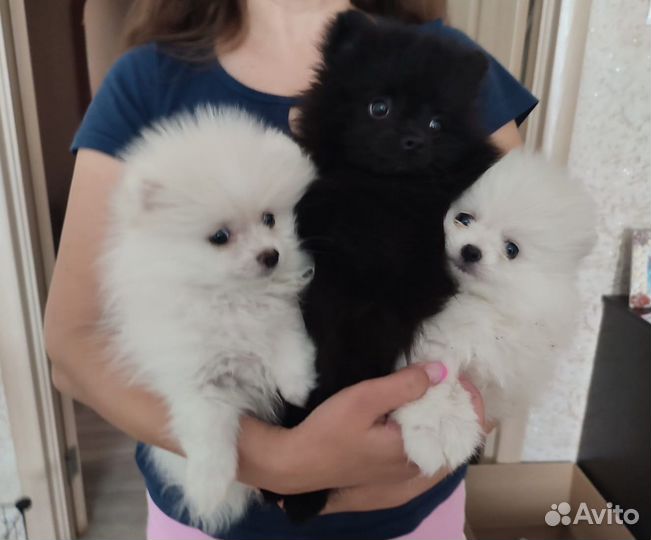 Померанский шпиц