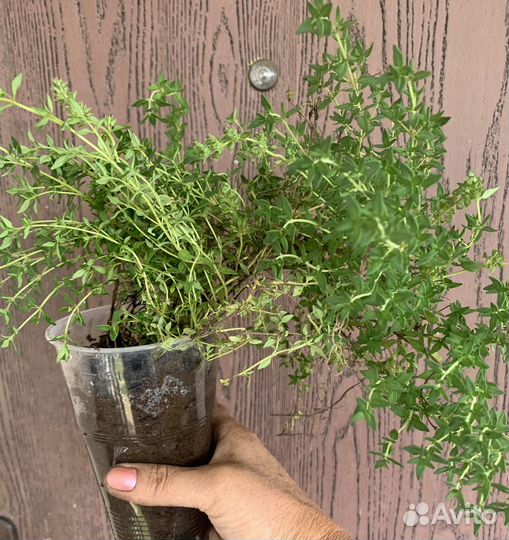 Тимьян- Чабрец Мистик Лемон