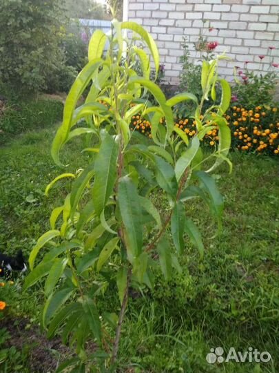 Саженцы персика и абрикосы