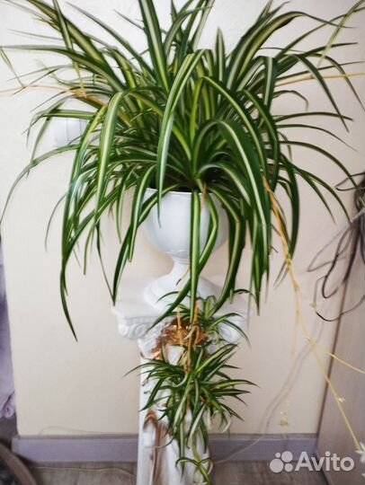 Хлорофитум