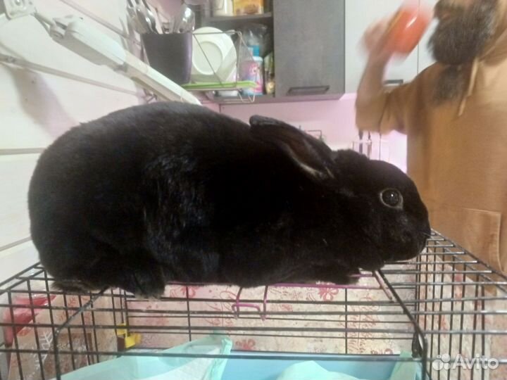 Крольчиха породы рэкс