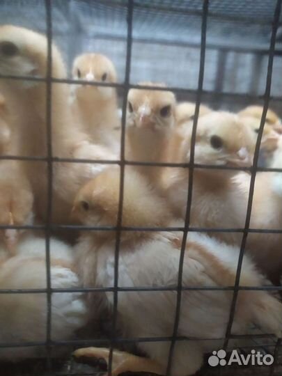 Ломан-браун цыплята(курочка) 1мес