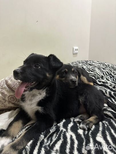 Щенок девочка 2,5 месяца