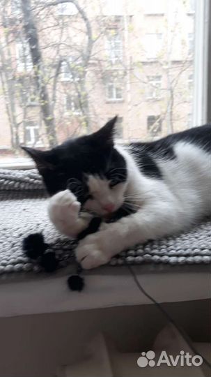 Кокошечка Ариша