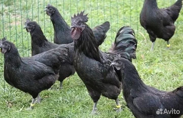 Черные куры ухейилюй