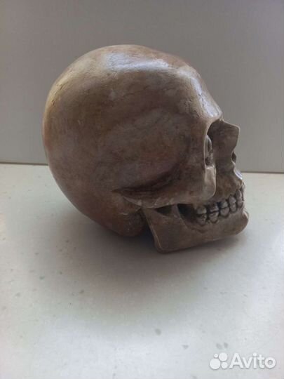Череп гипс