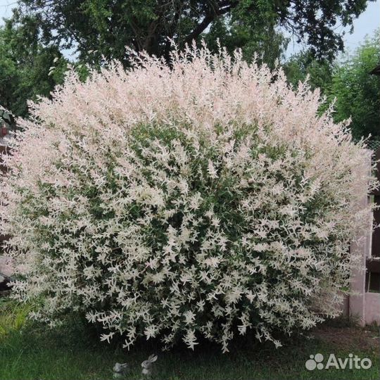 Ива Хакуро Нишики