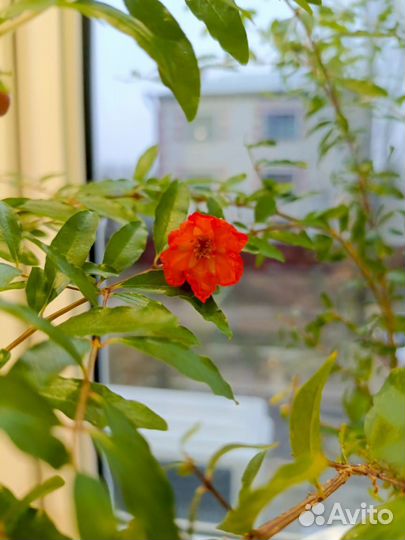 Гранатовое дерево