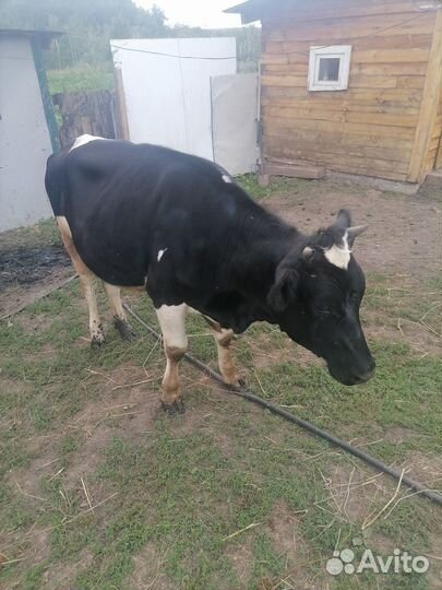 Продам телку на корову