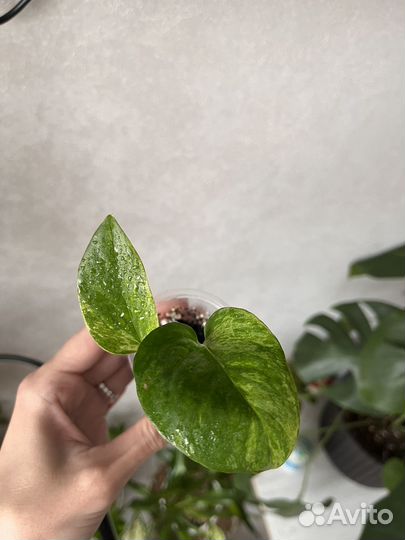 Сциндапсус, филодендрон