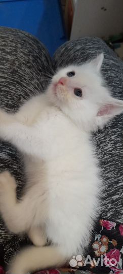 Котенок в добрые руки