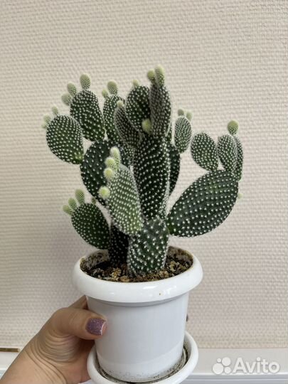 Кактус оппунция мелковолосистая