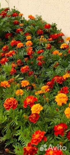 Рассада бархатцев